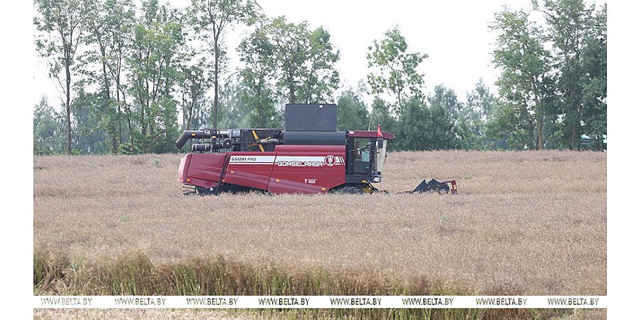 Александр Лукашенко снова посещает Смолевичский район, в центре внимания - уборка озимого рапса