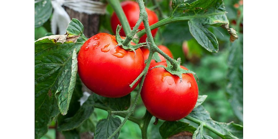 Не просто вскопать: Секреты идеальной подкормки для томатных грядок