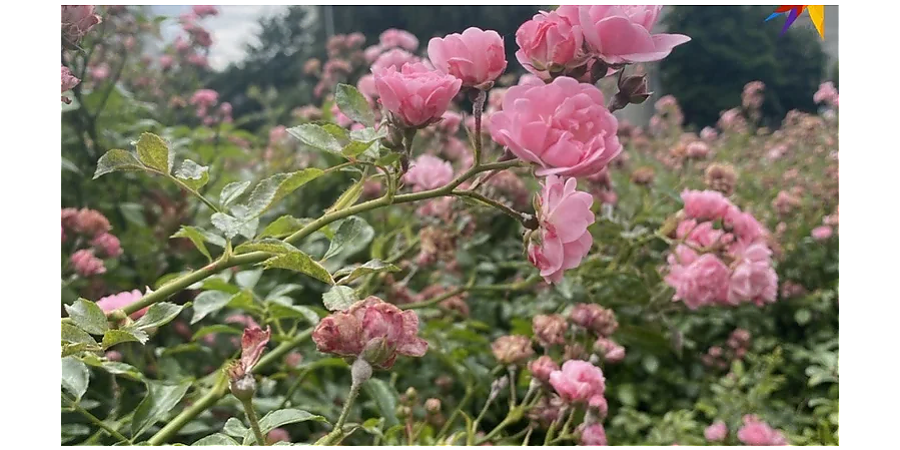 Народные приметы на 17 июня: что можно и нельзя делать в день Митрофана Навозника 