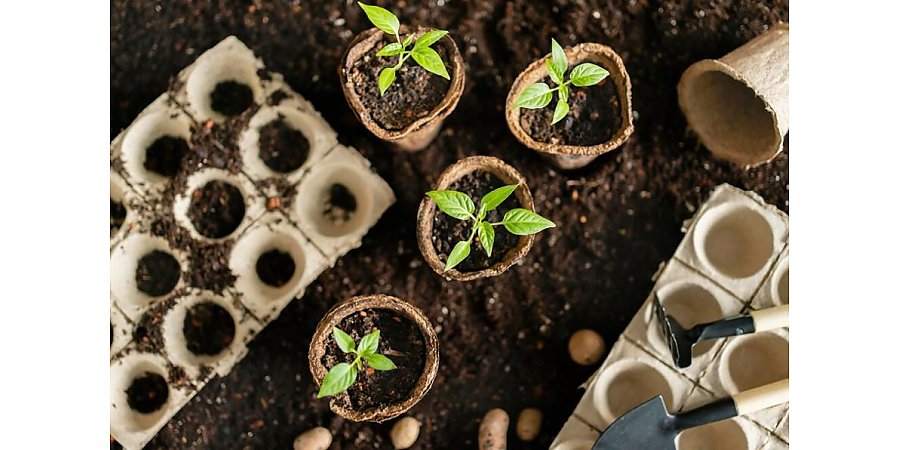 Как обеззаразить семена перед посевом, чтобы не допустить распространения опасных болезней