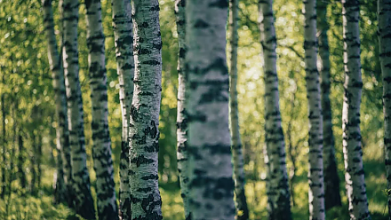 Не обижайте березу: народные приметы на 11 апреля