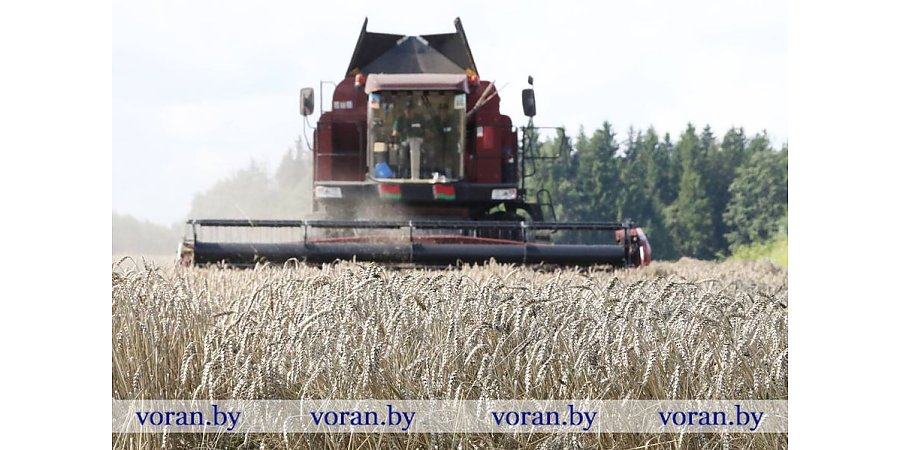 Зерновой клин Вороновщины. Яровой ячмень убран на 80% площадей 