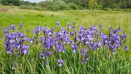 Народные приметы на 11 июня: что можно и нельзя делать в этот день