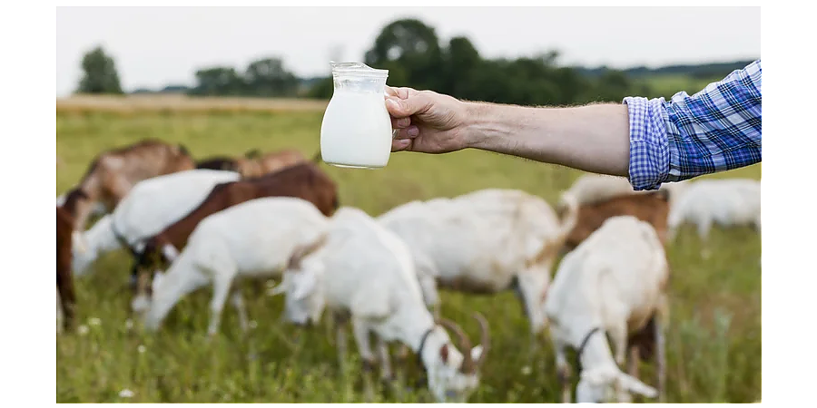 Включите в завтрак молочные продукты: народные приметы на 15 сентября