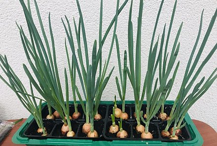 Зелень на подоконнике: что и как можно вырастить