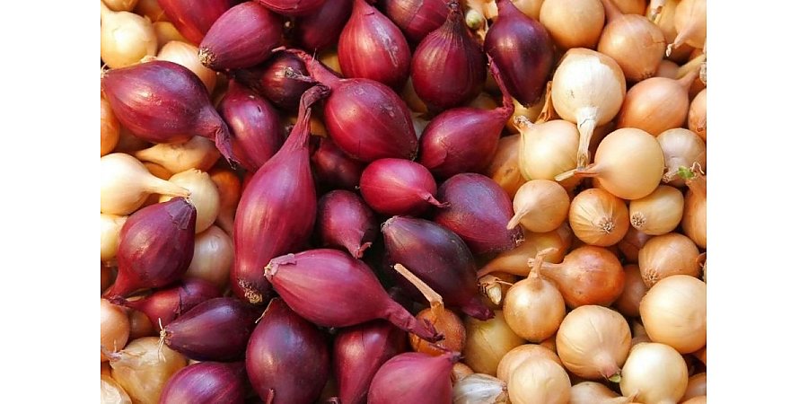 Покупаем лук-севок: на что обратить внимание и как хранить до посадки