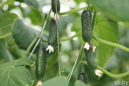 Знаете ли вы, чего не любят огурцы и какие ошибки допускают огородники?