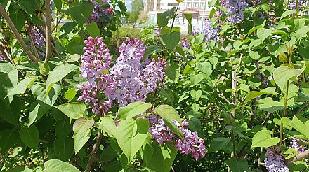 Когда в Беларусь вернется теплая погода, рассказали в Белгидромете