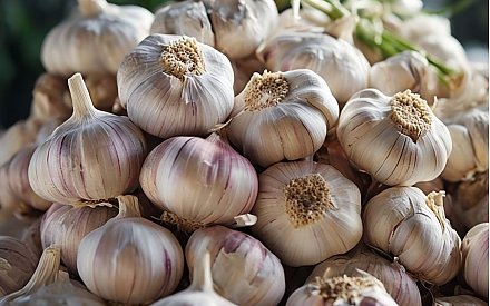 Лучшие дни для посадки чеснока осенью 2025