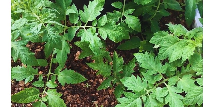 Когда сеять томаты на рассаду в 2026 году: точные сроки и лучшие дни по лунному календарю