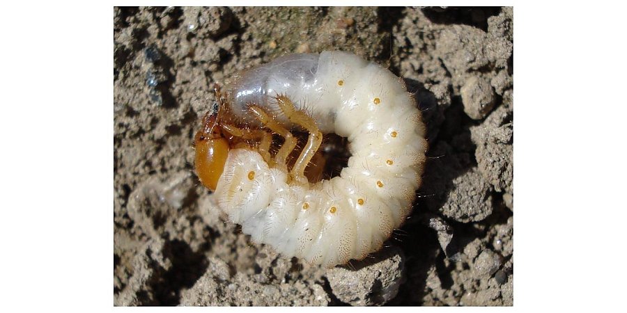 Как защитить огород от невидимого врага: эффективные методы борьбы с личинкой хруща