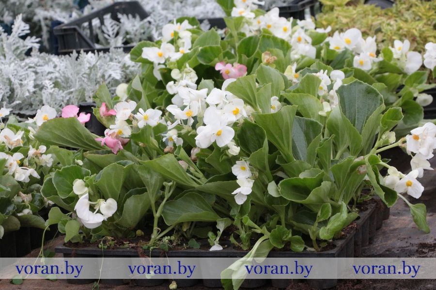 изображение_viber_2023-05-19_09-49-38-043.jpg изображение_viber_2023-05-19_09-49-38-043.jpg